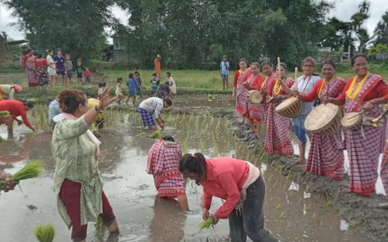 एमाले मेचीनगर कमिटीले किसानको धान रोपेर मनायो असार पन्ध्र