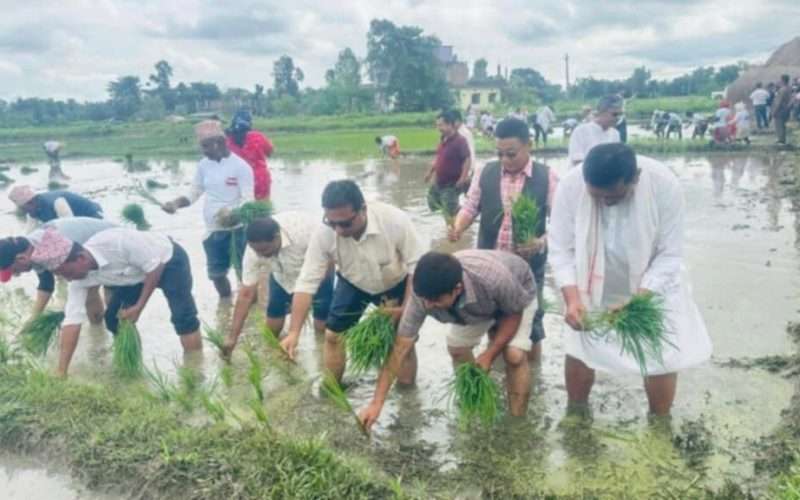 आज राष्ट्रिय धान दिवस : बेठीमा रमाए कांग्रेस नेता