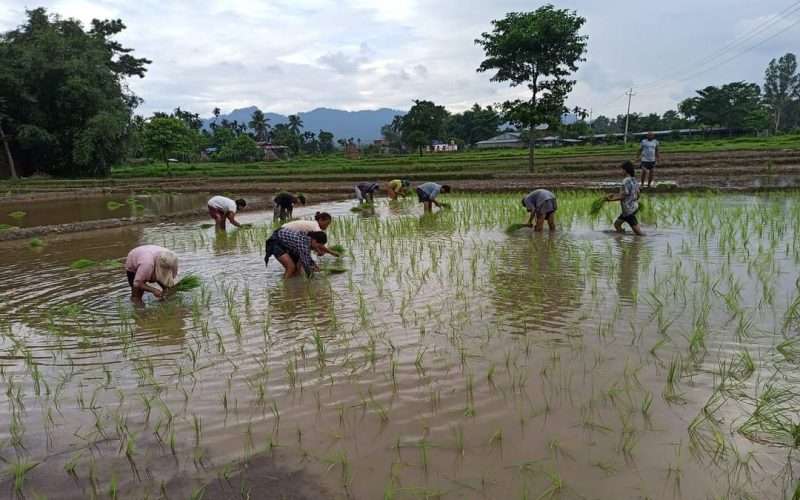 झापा : उत्पादनमा होमिए विप्लवका नेताकार्यकर्ता, ८ बिघा बढी जमिनमा धान खेती