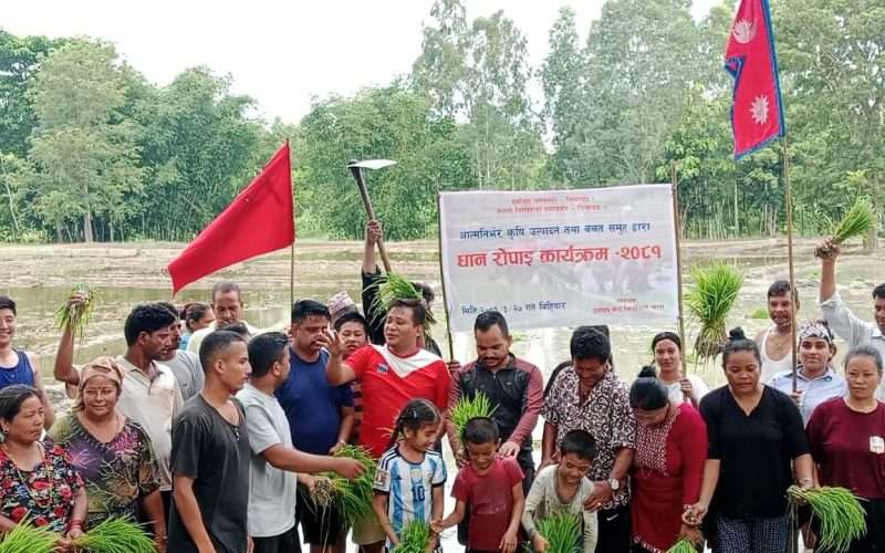 झापा : नेकपाका कार्यकर्ताले झिलझिलेमा डेढ बिघा जग्गामा रोपे धान