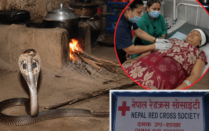 भान्सामा खाना पकाउँदै गरेकी महिलाको सर्पको टोकाइबाट मृत्यु