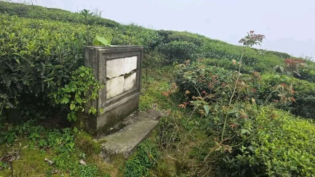 कन्यामको ऐतिहासिक सम्पदा संरक्षणविहीन, राजारानीले रोपेको पहिलो चिया बोट नै मासियो