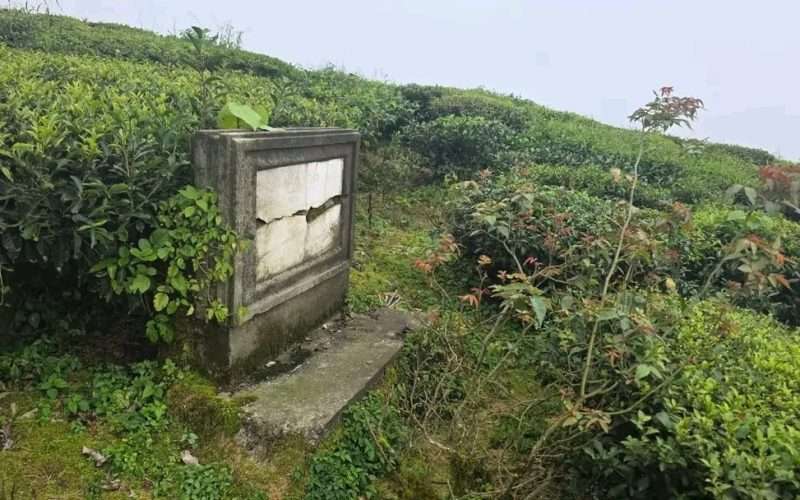 कन्यामको ऐतिहासिक सम्पदा संरक्षणविहीन, राजारानीले रोपेको पहिलो चिया बोट नै मासियो